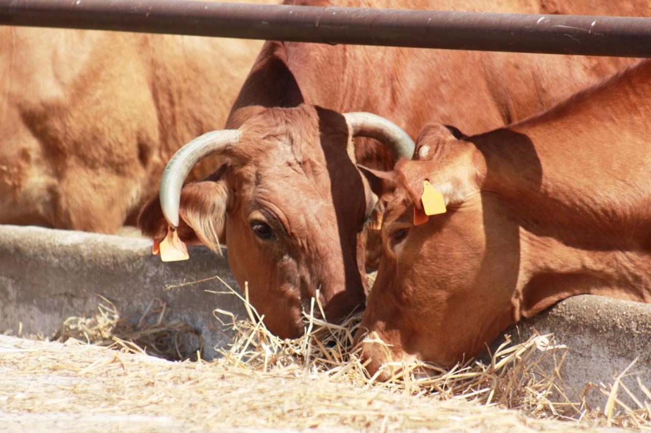 Herdade Dos Salgados Do Fialho FAO Exterior photo